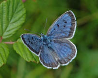 http://www.wildlifeextra.com/images/LargeBlue_(Jim-Asher_Butterfly-Conservation).JPG